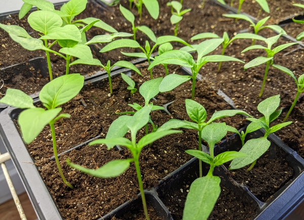Pepper seedlings in a tray for the plant sale at our farm in Bloomer, WI