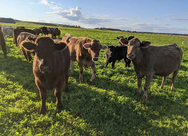 Beef cattle on pasture at our farm in Bloomer, Wisconsin
