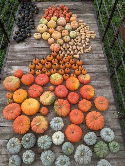 Large variety of coloful pumpkins and squash on a wagon at the farm in Bloomer, WI