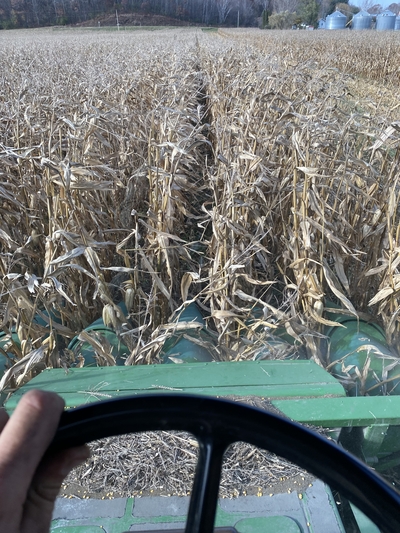 Combining field corn at the farm in Bloomer, WI