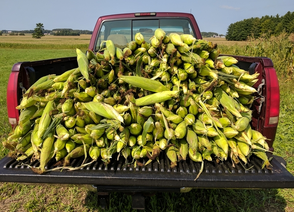 Truck load of sweet corn from a corn field at our farm in Bloomer, Wisconsin