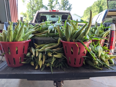Truck full of sweet corn for pick your own event for CSA Members at the farm in Bloomer, WI