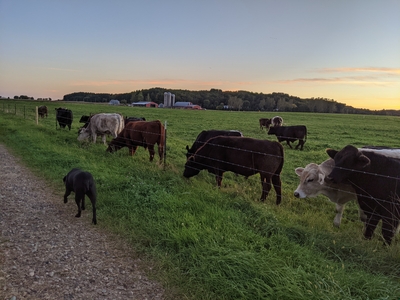 Beef animals on pasture with dog and farm buildings in background in Bloomer, WI