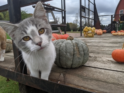 Ranger the cat along with pumpkins and squash on a wagon at SCF located in the Chippewa Valley
