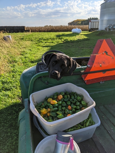 Nova the dog on the gator with vegetables harvested at the farm in Bloomer, WI