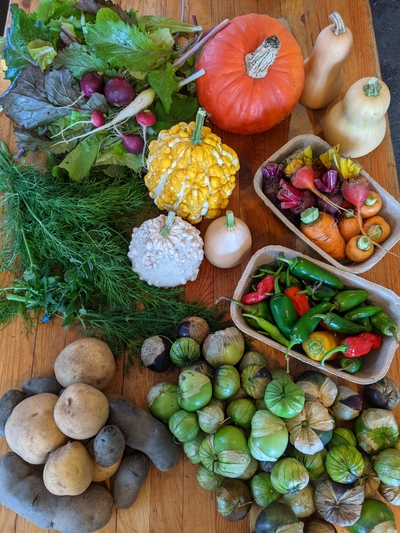 CSA share with lettuce, radish, winter squash, gourds, carrots, beets, peppers, tomatillos, potatoes and fennel grown in Bloomer, WI