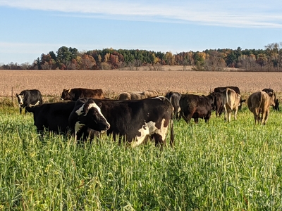 Beef animals on pasture with a corn field in the background in Bloomer, WI