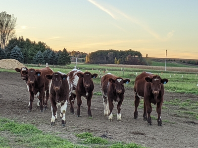A group of young beef animals in the pasture on our farm in Bloomer, WI
